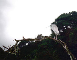 Heron St^-Augustine Floride