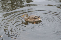 canard marais du nord