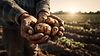 Frisch geerntete Kartoffeln mit Erde in Händen eines Landwirts