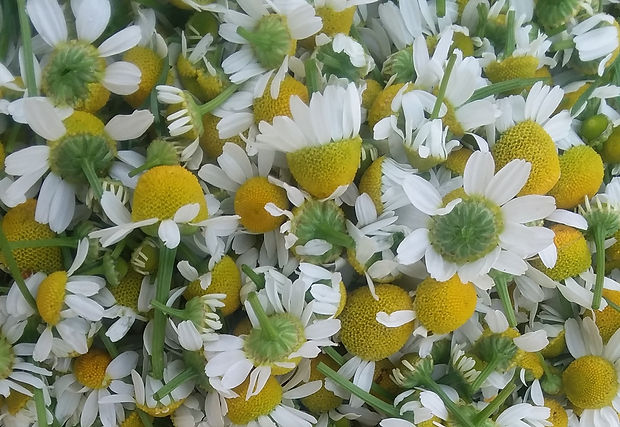 20190625_100600_edited.jpg