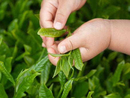 プレミアム有機煎茶