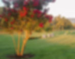 upright gardens blooming crape myrtle.jpg