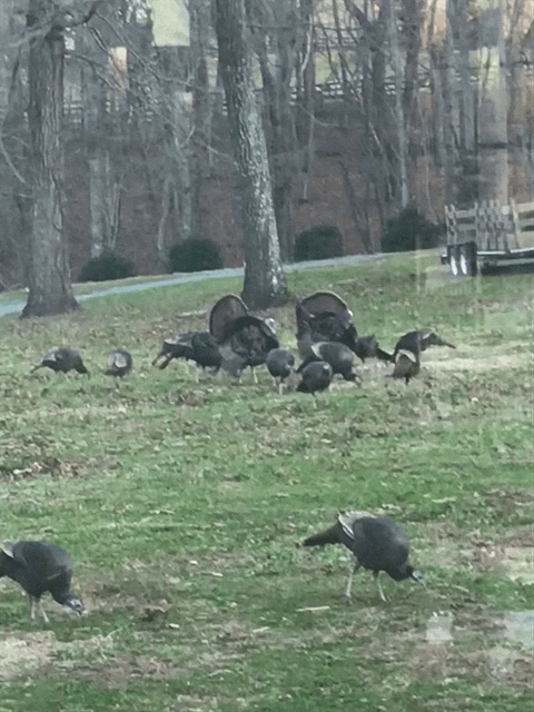 Wild turkeys