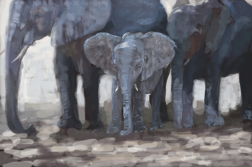 Baby Elephant