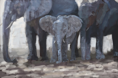 Baby Elephant