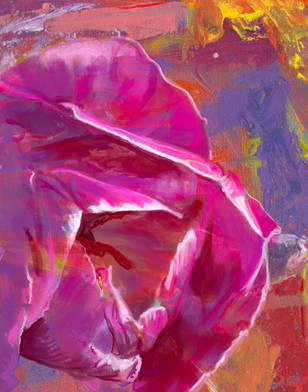 Fuchia Tulip, Bold
