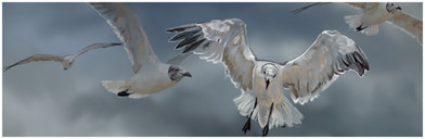 Sea Gull Quartet