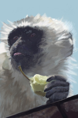 Monkey With an Apple