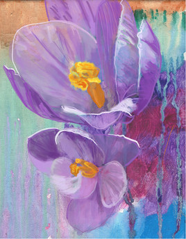 Violet Crocus