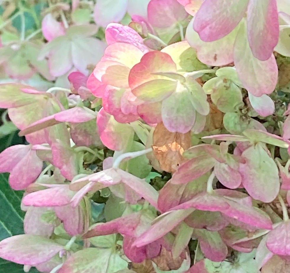 Hydrangea detail
