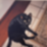 bombay cat laying on the floor