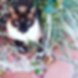 siamese cat relaxing in garden