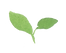 Scan leafy leaf highres.png