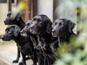 新企画 SONA - 犬日是好日- について