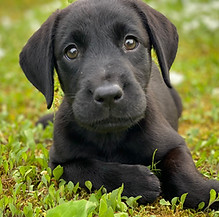 スカイラボ フィオナ fiona 黒ラブ ラブラドール