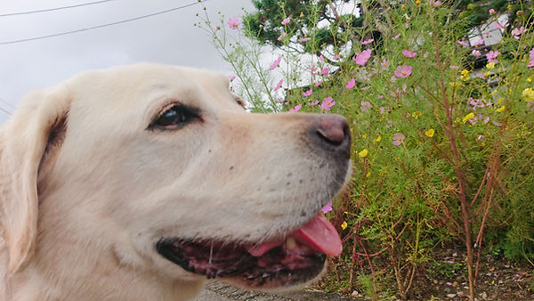 散歩中コスモスの花を見るラブラドール