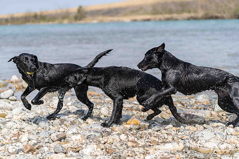ラブラドール3匹川遊び