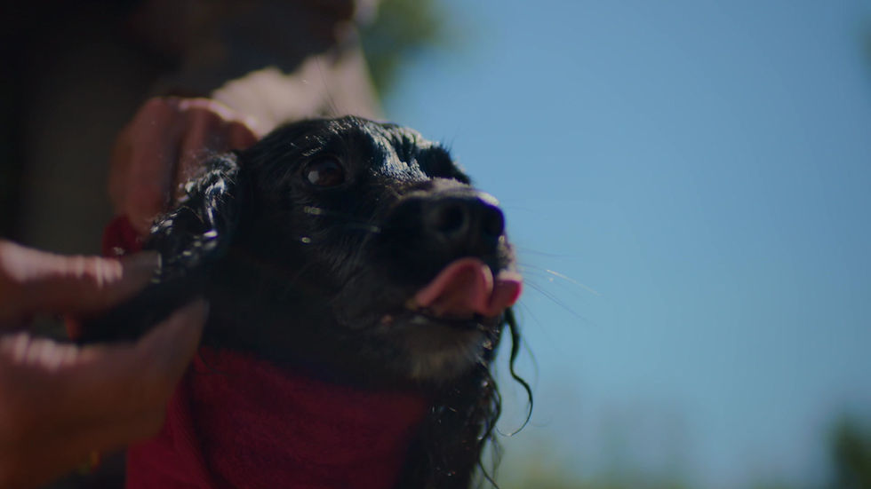 サムネイル： ドライイングコート-ミット-ドライイングミット-ラッフアンドタンブル-Ruff-and-Tumble-フリーサイズ-犬用-コットン-ドッグ-犬用バスローブ-犬用ドライイングコート-ドライング-ドライングミット