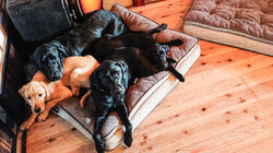 ラブラドール家族