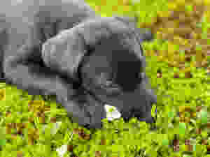 ラブラドール子犬