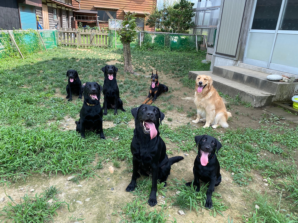 ラブラドール-ゴールデンレトリバー-ドーベルマン-ドッグトレーナーが子犬を育てる