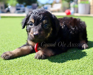 AUSSIEDOODLE