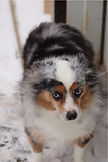 Blue Merle Aussie