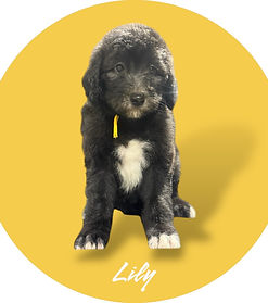 SHEEPADOODLE PUPPY