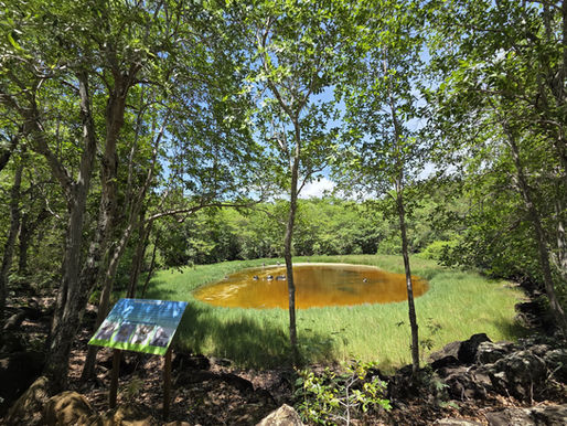 Amber Island – Mangrove Mystery & Hidden History (3.5 Hours)