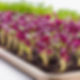 show a tray of microgreen purple radish zoomed in.jpg