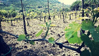 Vigneto assolato in collina con giovani germogli verdi in primo piano su un terreno arido e sassi.
