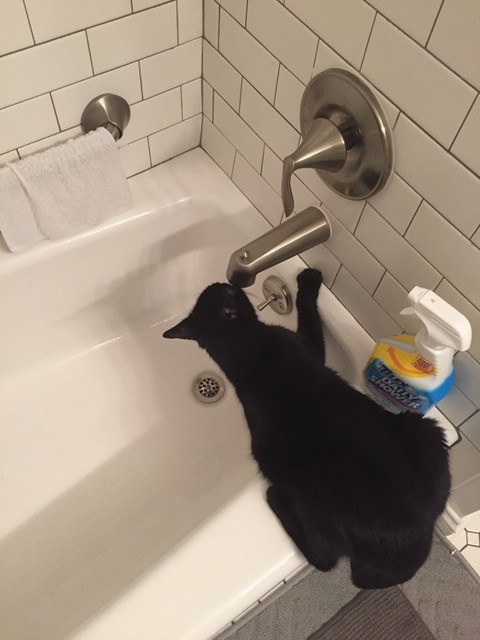 Whisper, the winning feline, enjoying his penchant for running water.