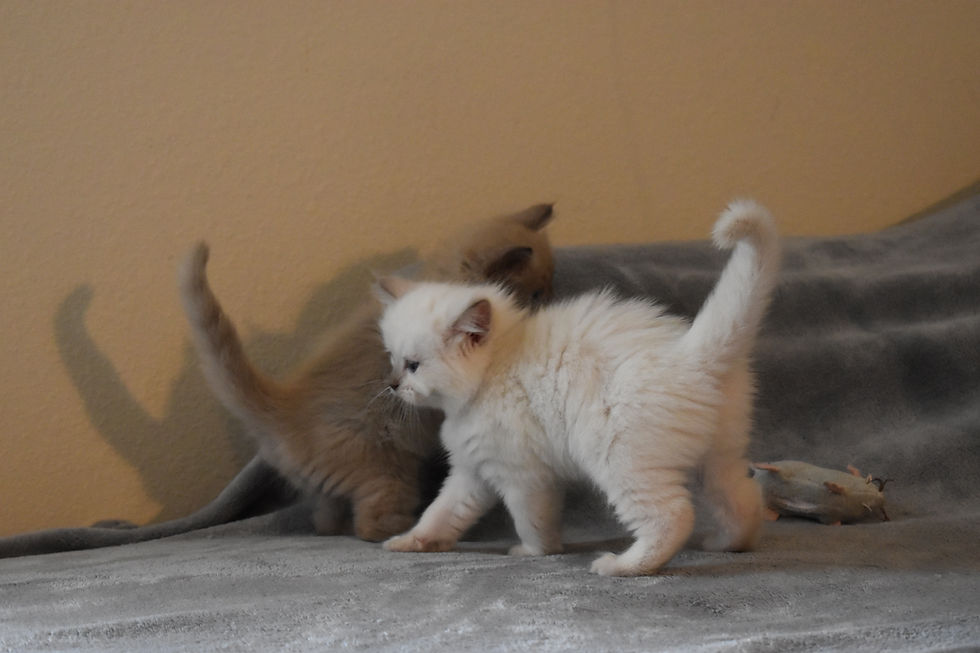 Thumbnail: Leana Ragdoll Female
