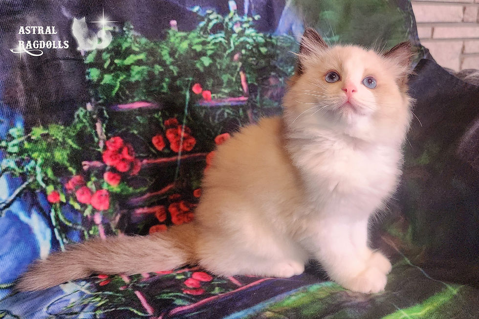 Thumbnail: Kyle- Seal Bicolor Ragdoll Boy