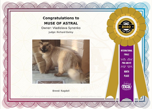 Chocolate Mink Ragdoll Cat in Cat show 1