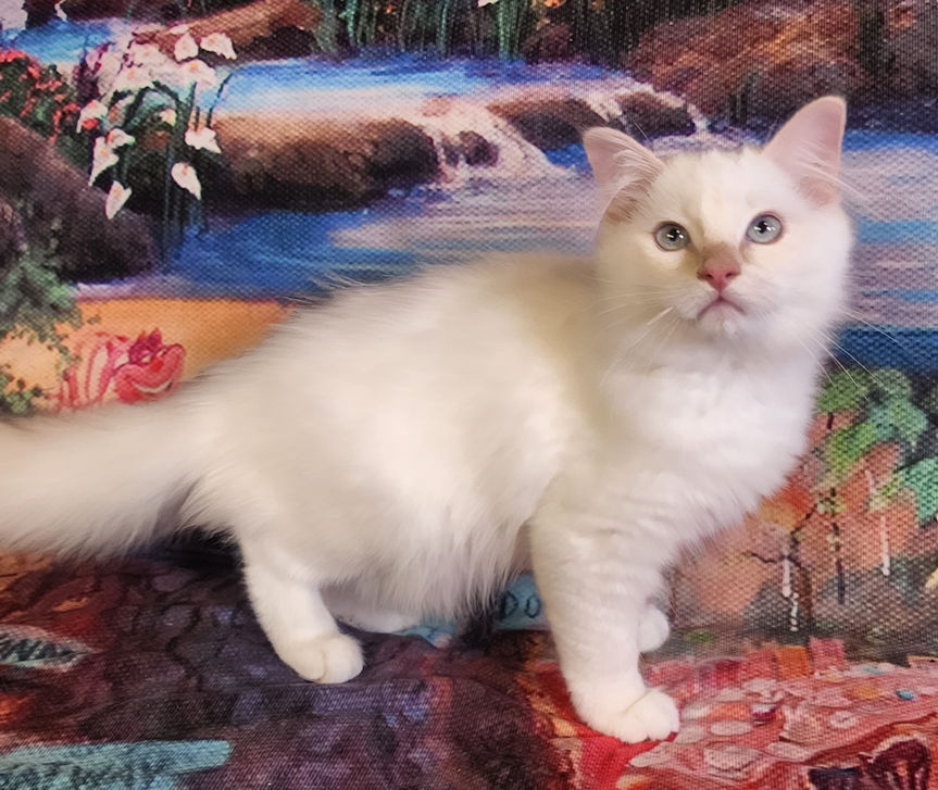 Cream Point Ragdoll5.jpg