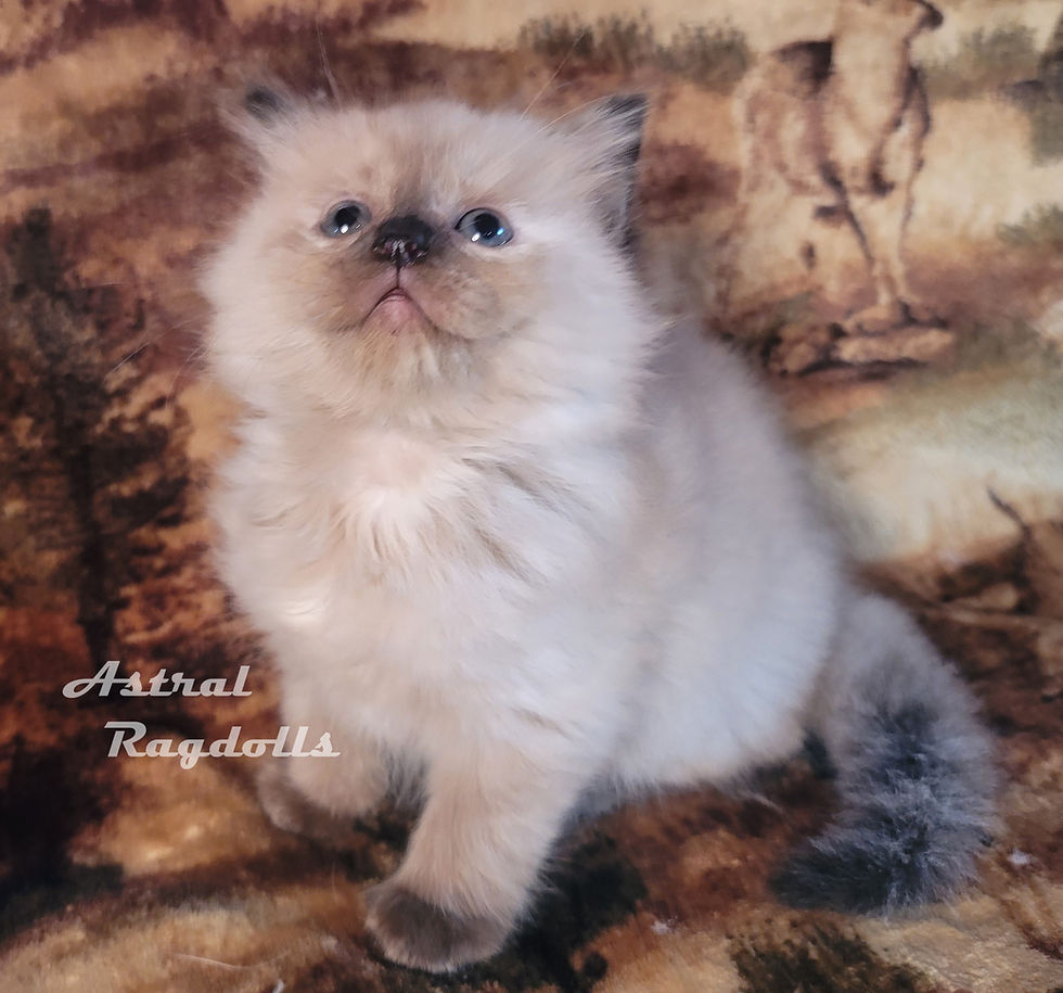 Thumbnail: Inanna- Seal Point Tortie Mink Ragdoll Kitten