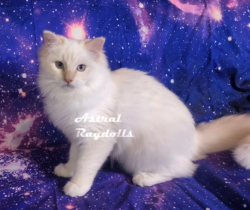 Cream Mitted Ragdoll Kitten 17.jpg