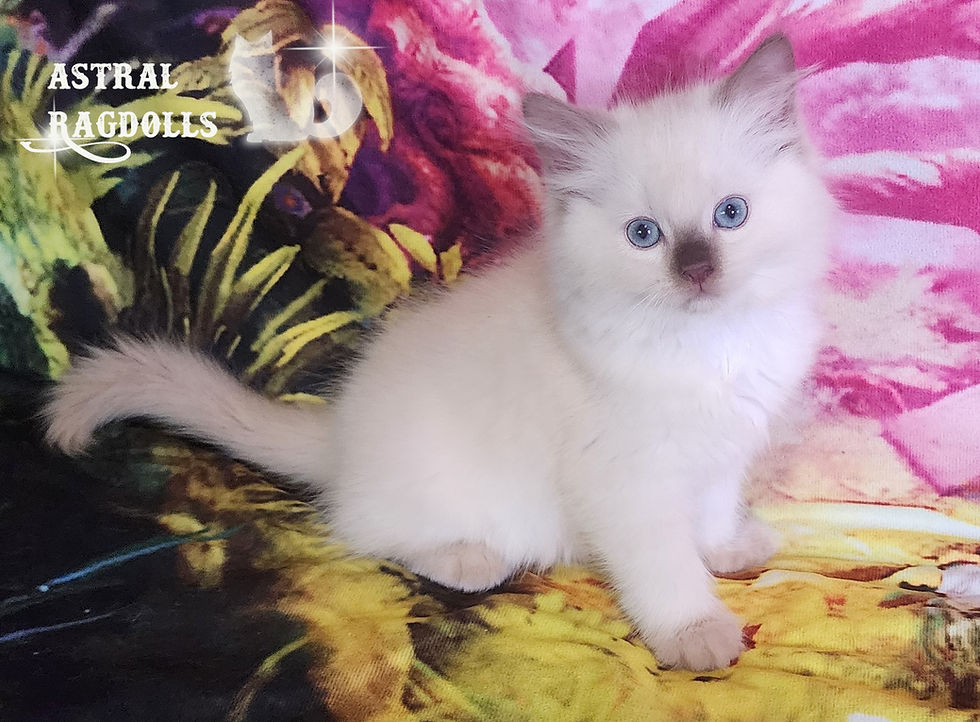 Thumbnail: Mellow Chocolate Mink Boy