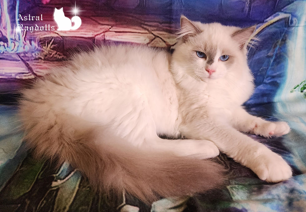 Thumbnail: Blue Point Bicolor Traditional Ragdoll Female