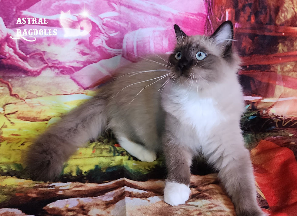 Thumbnail: Connor, Seal Mink Mitted Ragdoll Male