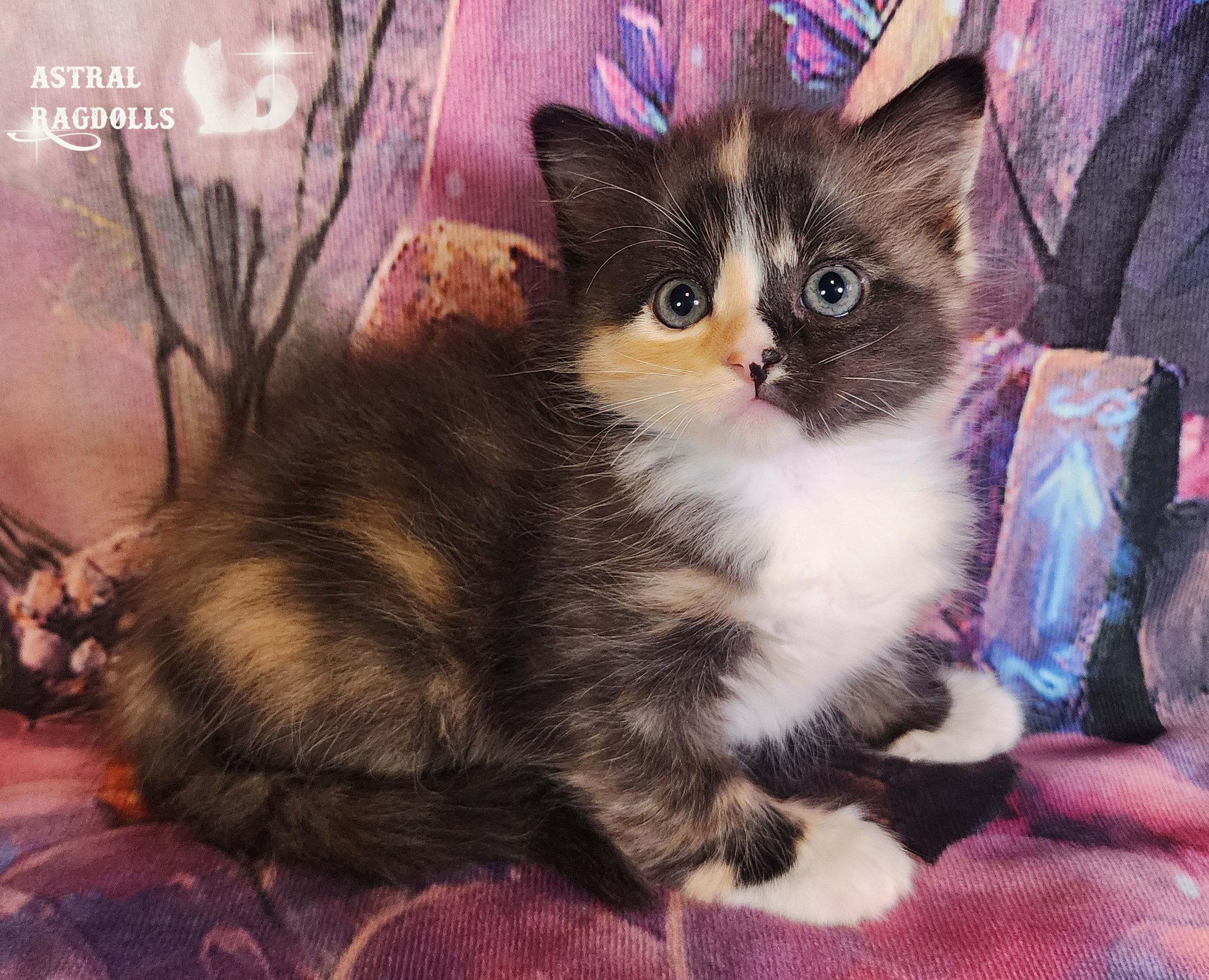Agatha Black Tortie