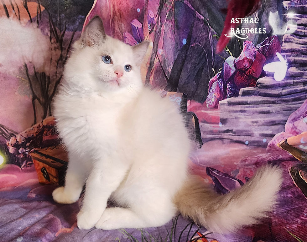 Thumbnail: Lyros Blue Point Bicolor Ragdoll Kitten in Virginia