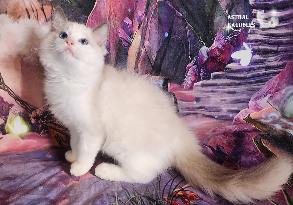 Thumbnail: Lyros Blue Point Bicolor Ragdoll Kitten in Virginia