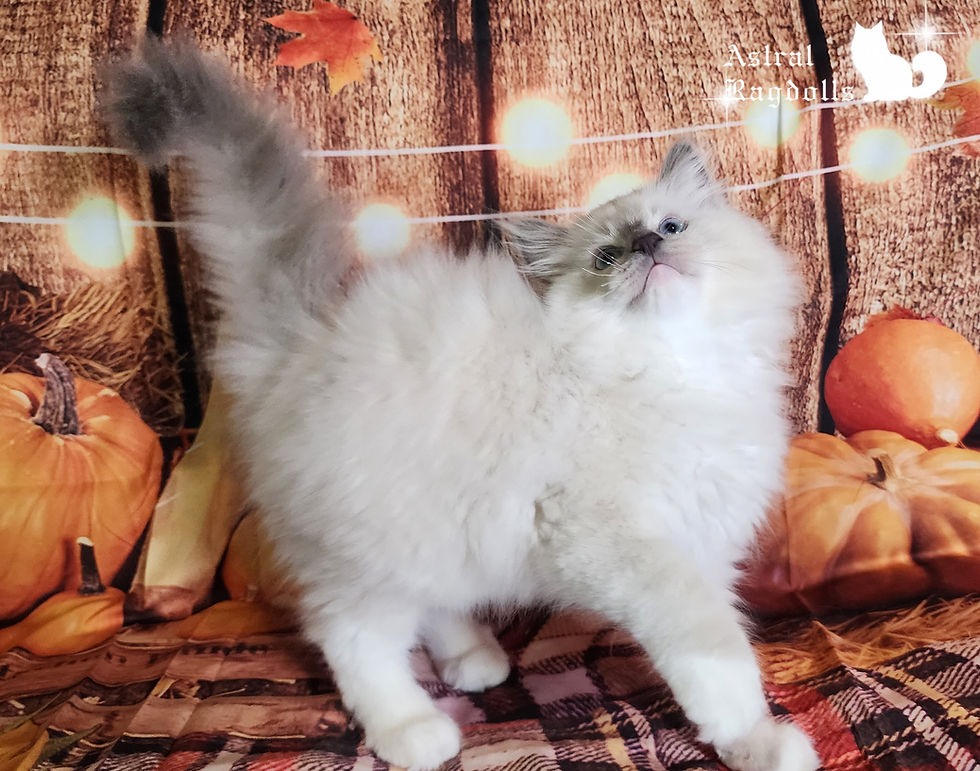 Thumbnail: Lucien, is Blue point Mitted Traditional Ragdoll Boy