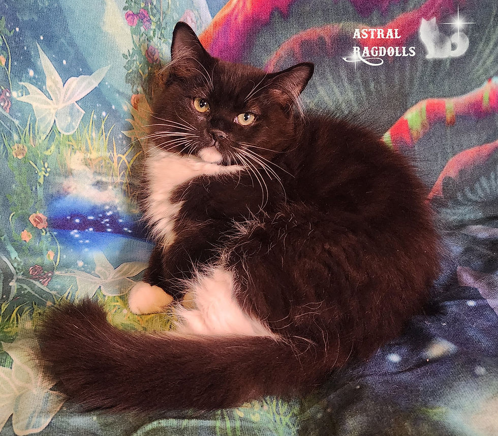 Thumbnail: Bastian Black Mitted Cherubim Boy