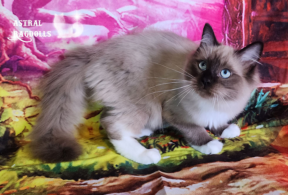 Thumbnail: Connor, Seal Mink Mitted Ragdoll Male