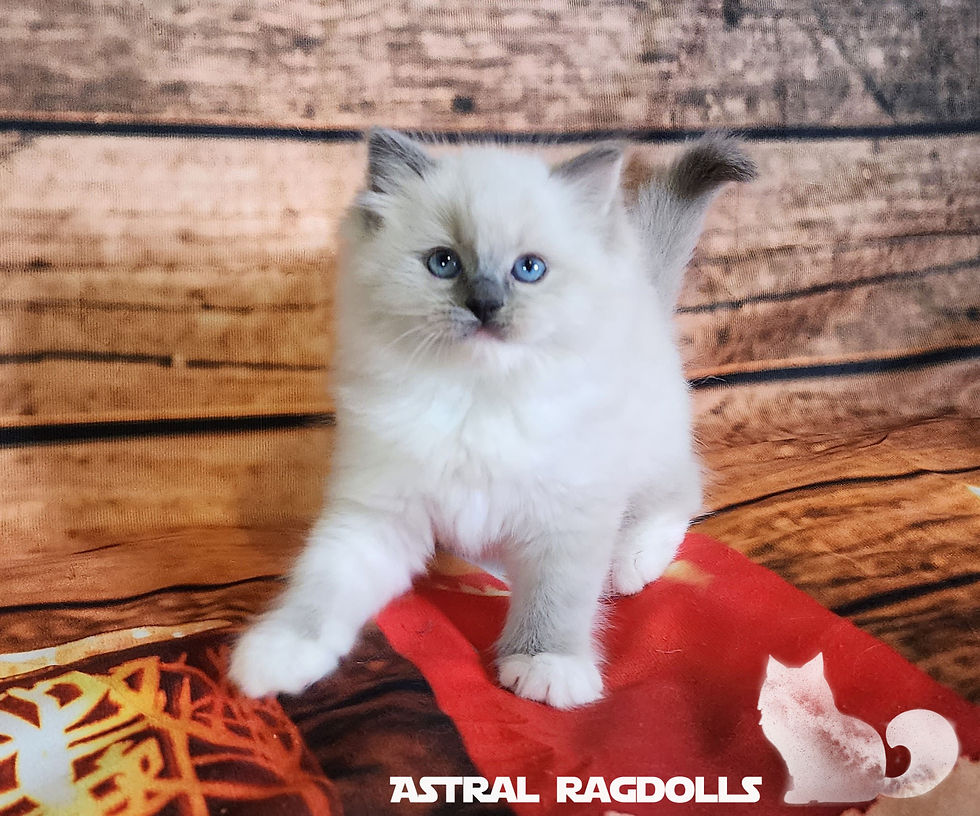 Thumbnail: Laura- Blue Point Mitted Tortie Ragdoll Girl