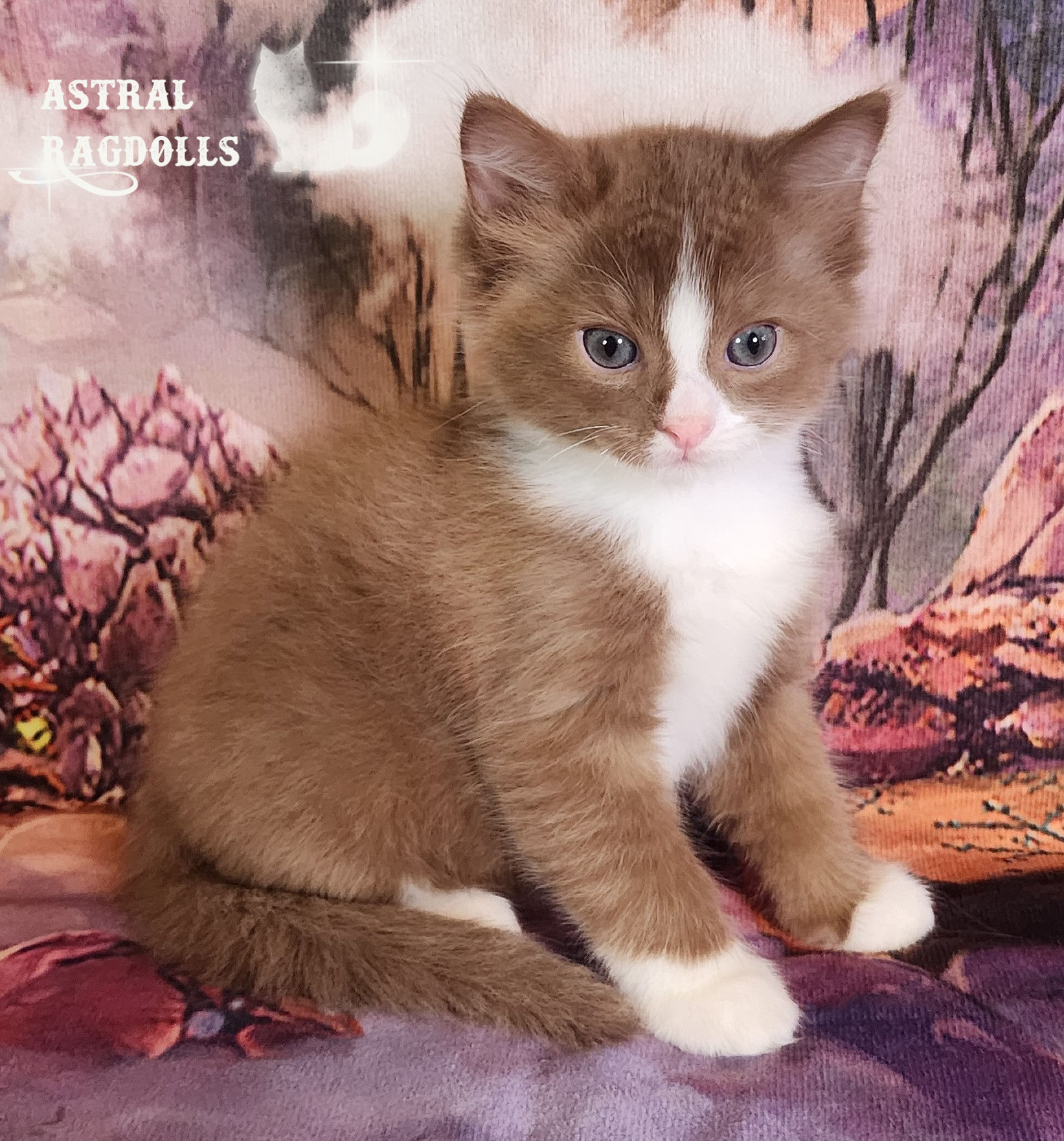 Oliver Cinnamon Mitted Cherubim