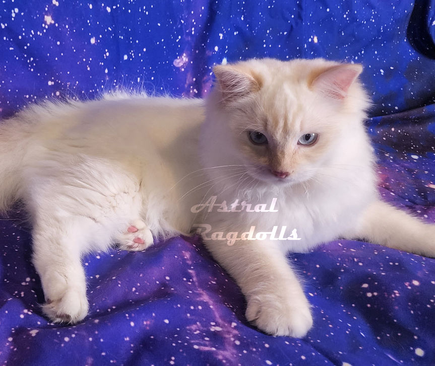 Cream Mitted Ragdoll Kitten 9.jpg